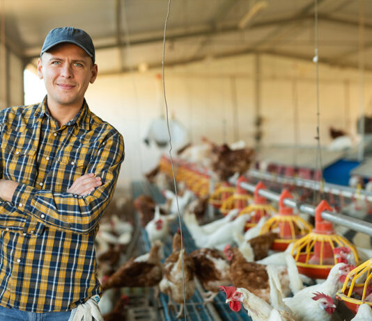 Rethinking poultry ventilation: new data from ABB