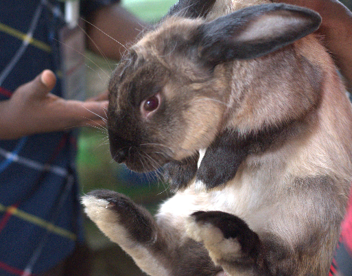 American Sable rabbit