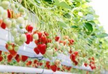 Bayer to launch innovative strawberry variety