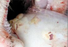 Biogénesis Bagó Explores Ways to Support South Africa’s Fight Against Foot-and-Mouth Disease