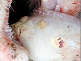 South Africa’s FMD crisis deepens as new outbreaks confirmed in Northern Cape