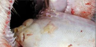 South Africa’s FMD crisis deepens as new outbreaks confirmed in Northern Cape