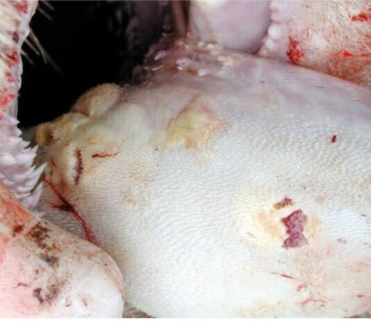 South Africa’s FMD crisis deepens as new outbreaks confirmed in Northern Cape