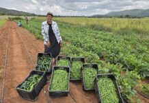 Joint agricultural development project celebrates first harvest of 2026