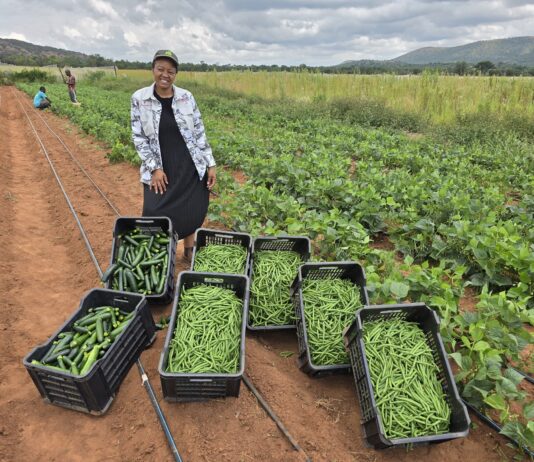 Joint agricultural development project celebrates first harvest of 2026