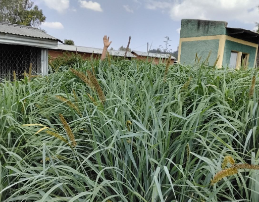 Researchers-Advance-Fodder-Innovation-with-Lyme-Grass