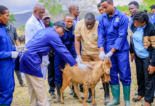 Tanzania’s bold vaccination campaign is driving Africa closer to PPR eradication by 2030 – FAO