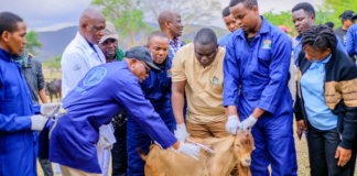 New FAO handbook empowers veterinary services to manage animal health emergencies