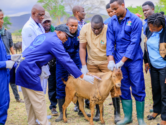Tanzania’s bold vaccination campaign is driving Africa closer to PPR eradication by 2030 – FAO