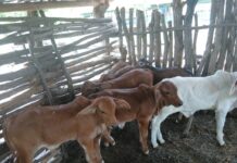 Breaking the Calving Gap: Addressing Reproductive Challenges in Communal Cattle Farming