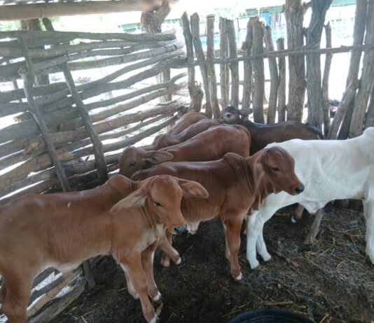 Breaking the Calving Gap: Addressing Reproductive Challenges in Communal Cattle Farming