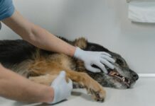 Managing Common Diseases in Working Dogs When Veterinary Care Isn’t Available