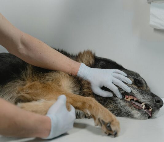 Managing Common Diseases in Working Dogs When Veterinary Care Isn’t Available