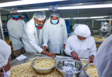 Kenya launches fresh drive to revive cashew nut sector, aiming to create up to 350,000 jobs