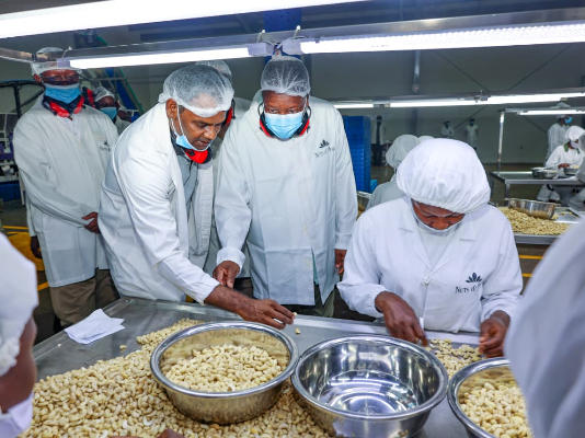 Kenya launches fresh drive to revive cashew nut sector, aiming to create up to 350,000 jobs