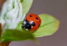 Meet the Predators Protecting Your Cassava, Maize, and Vegetables