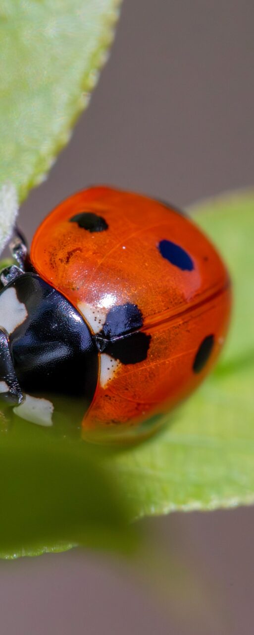 lady beetle