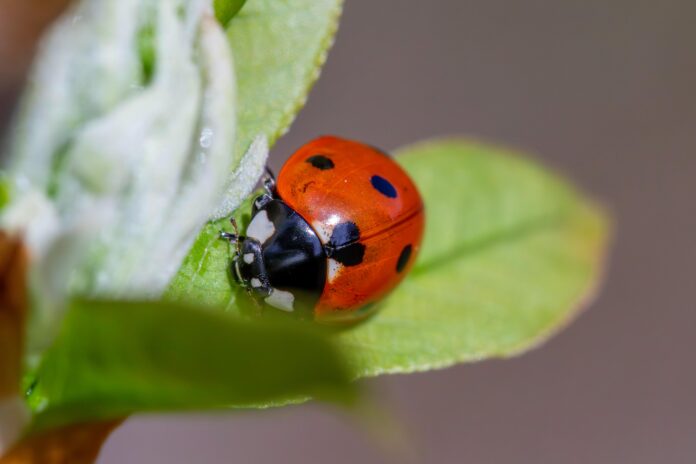 lady beetle