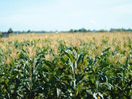 Why understanding these “big five” maize leaf diseases is key to sustainable production – SA Graan/Grain