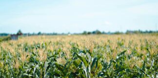 Why understanding these “big five” maize leaf diseases is key to sustainable production – SA Graan/Grain