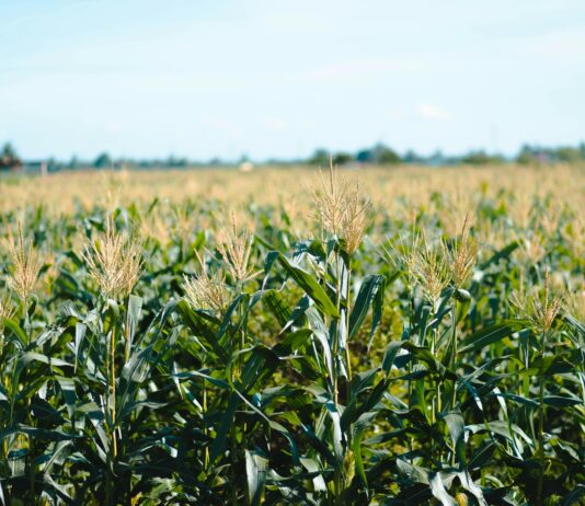 Why understanding these “big five” maize leaf diseases is key to sustainable production – SA Graan/Grain