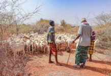 Kenya to establish national animal feed reserves to cushion livestock sector from drought