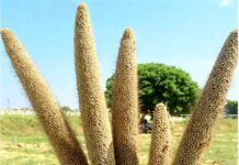 ICRISAT, partners develop world’s first three-way pearl millet hybrid