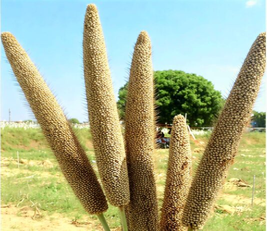 ICRISAT, partners develop world’s first three-way pearl millet hybrid