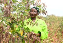 Simple shift in pigeonpea planting could boost yield by 20 per cent – research