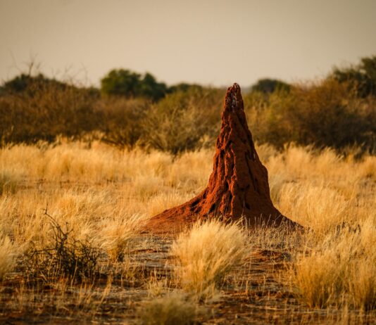 The Termite Paradox: How One Insect Can Both Harm and Help African Farmers