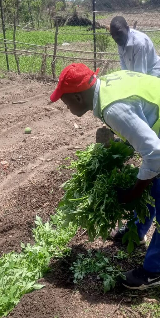 BIOMASS TRANSFER DURING LAND PREPATION