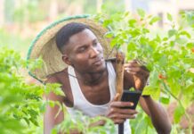 Harnessing Digital Agriculture’s Potential in Africa