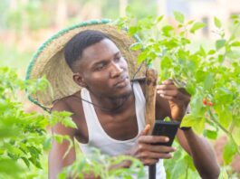 Harnessing Digital Agriculture’s Potential in Africa