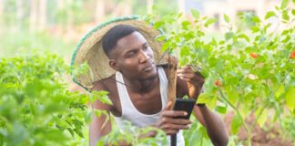 Harnessing Digital Agriculture’s Potential in Africa