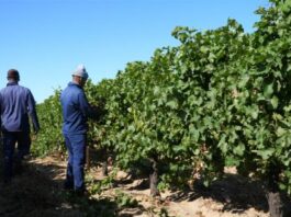 Private sector partnerships can drive land reform funding through targeted CSI initiatives