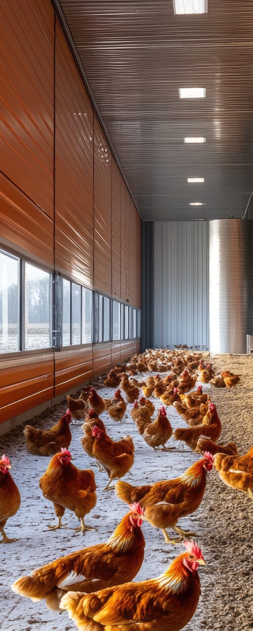 Chickens farming inside modern barn: poultry breeding in sustainable agricultural facility