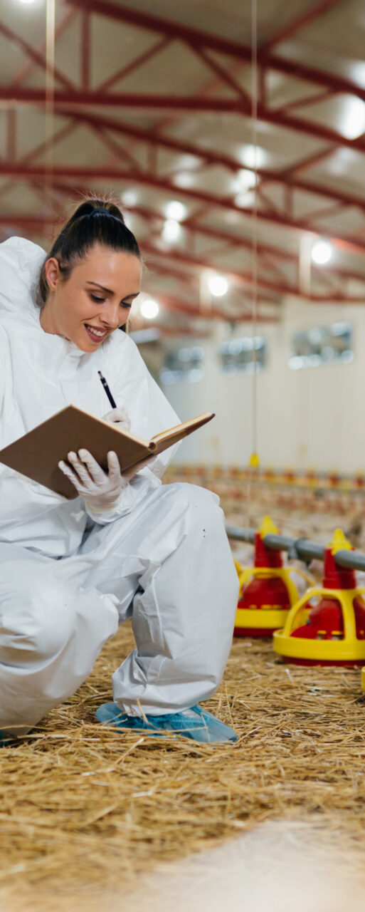 veterinarian examining chicken in farm