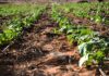 New Manual Aids Small-Scale Farmers in Climate-Smart Horticulture Production