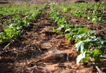 New Manual Aids Small-Scale Farmers in Climate-Smart Horticulture Production