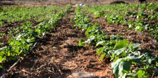 New Manual Aids Small-Scale Farmers in Climate-Smart Horticulture Production
