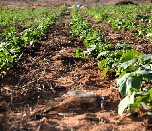 New Manual Aids Small-Scale Farmers in Climate-Smart Horticulture Production