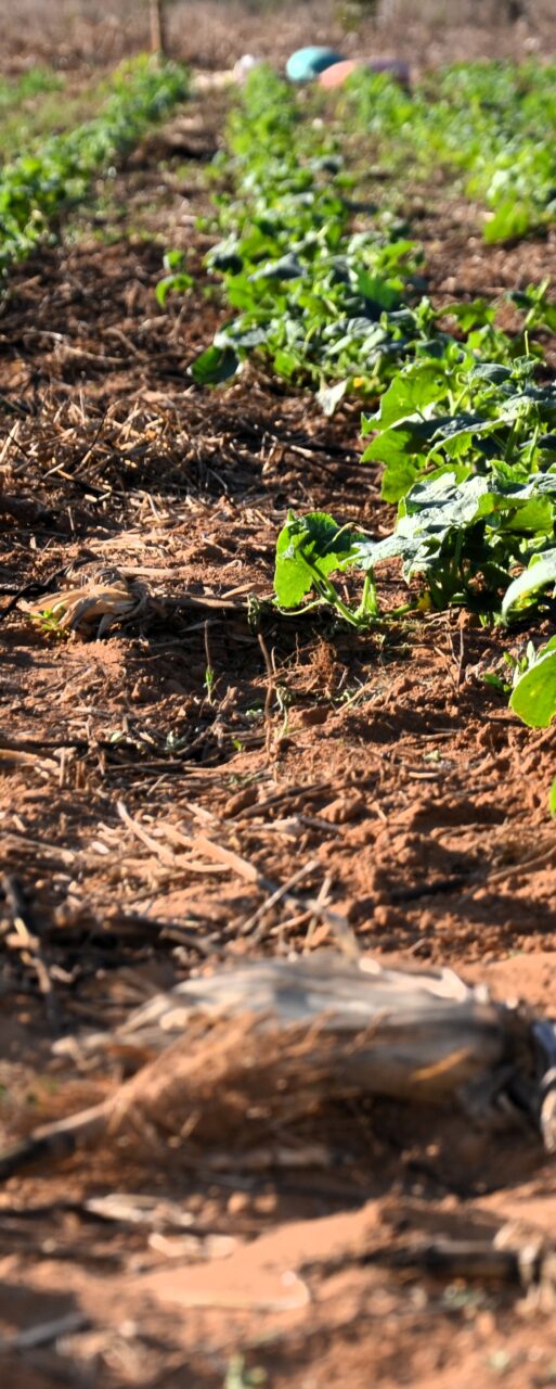 Growing Cucumbers (Cucumis sativus) at 4 weeks old