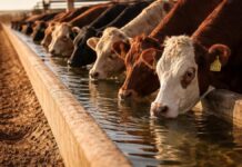 Water: Overlooked Key to South Africa’s FMD Crisis