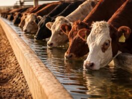 Water: Overlooked Key to South Africa’s FMD Crisis