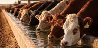 Water: Overlooked Key to South Africa’s FMD Crisis