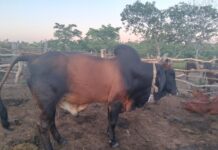 Grain SA, NAMPO management bans cloven-hoofed animals at NAMPO 2026 amid foot-and-mouth disease concerns