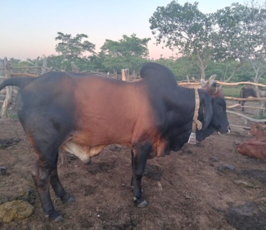 Grain SA, NAMPO management bans cloven-hoofed animals at NAMPO 2026 amid foot-and-mouth disease concerns