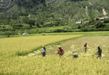 Sustainable farming in Madagascar is improving livelihoods, lowering deforestation