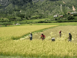 Sustainable farming in Madagascar is improving livelihoods, lowering deforestation