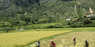 Sustainable farming in Madagascar is improving livelihoods, lowering deforestation